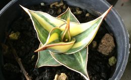 500-pinquicula-variegated-