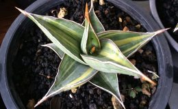 500-pinquicula-variegated-2