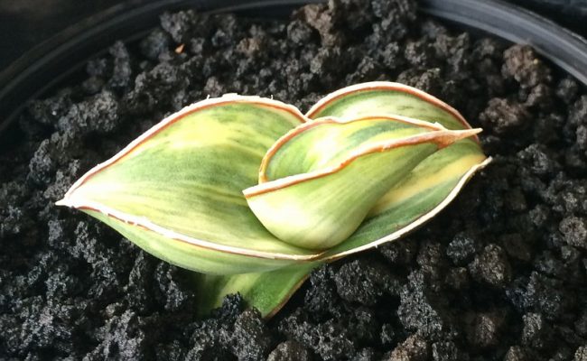 501-ehrenbergii-«Banana»-variegated