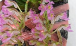 504-Schoenorchis-fragrans-Fragrant-BS-12-40-e1457193364392-2