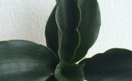 506-rosea-grandis-«Black-Hole»-