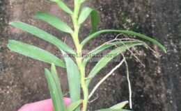 509-Smitinandia-helferi-BS-12-40