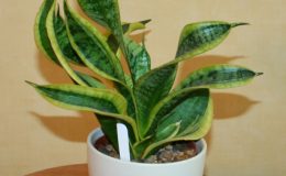 512-trifasciata-Sister-Twister-20-35