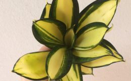 513-hanii-Solid-Gold-20-30