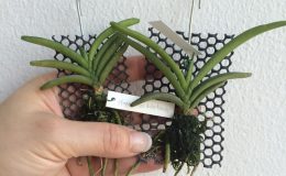 516-Stereochilus-dalatensis-JQ-157-Fragrant-BS-12-20-