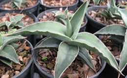 519-Blue-Kew-Lusi-10-20