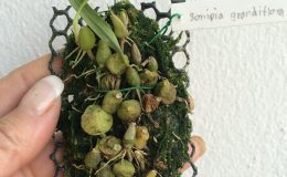520-Sunipia-grandiflora-BS-12-40