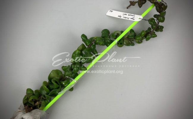 522 Hoya Indian Rope (purple leaf) 30