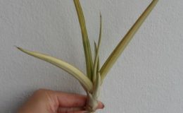 526-caulescens-Super-Star-50-100
