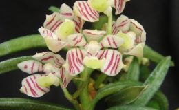 533-Trichoglottis-pusilla-BS-60