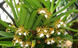 534-Trichoglottis-triflora-JQ-139-BS-20