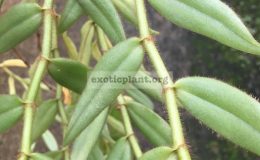 537-Trichotosia-pulvinata-Fragrant-