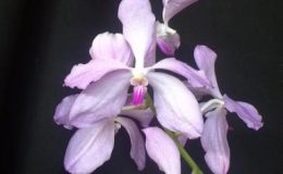 547-Vanda-coerulescens-PINK-V-68-Fragrant-BS-70