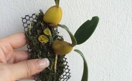 56-Bulbophyllum-blepharistes-BS-20