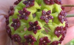 56-Hoya-cinnamomifolia-1200
