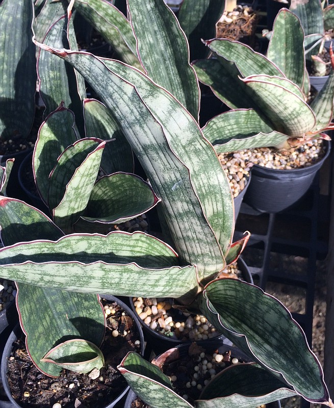 56 scimitariformis Silver Form 40 | EXOTIC PLANT