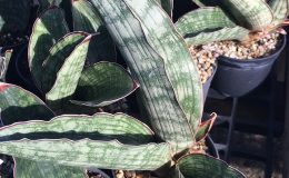 56-scimitariformis-«Silver-Form»