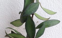 560-Hoya-Rosita-wayetii-x-tsangii-1100