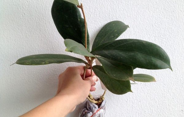 584-Hoya-sp.584-aff.-clemensiorum-red-leaf-900