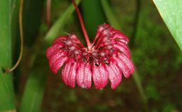 59-Bulbophyllum-concinnum-BS-12-40