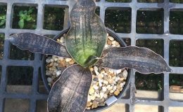 64111-kirkii-var-pulchra-«Brunette-Black»-
