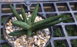 72-francisii-«Fat-form»-