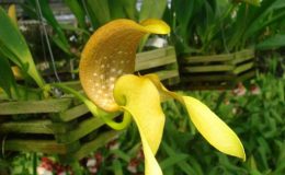 74-Bulbophyllum-grandiflorum-BS-50