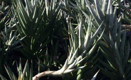 74-francisii-«Silver