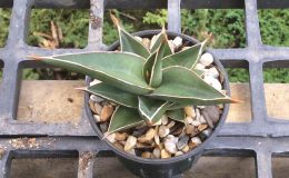 8-sp-Somalia-Blue-Leaf»