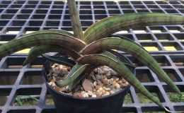 80-rhodesians-pearsonii-Brown-