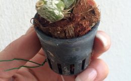 83-Bulbophyllum-lemniscatoides-BS-12