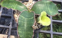 83-sp-Mafinga-Tanzania-cv-«Golden-Sunshine»