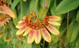 85-Bulbophyllum-lepidumsyn-flabellum-veneris-BS-12-40