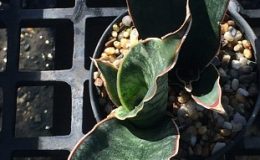 88-sp-Mafinga-Tanzania-cv-«Black-Rhino»-