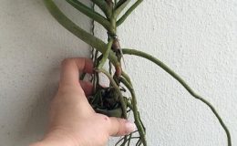 9-Aerides-houlletiana-Fragrant-BS-20