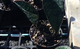 93-sp-Lyamgungwe-«Godzilla»-Tanzania
