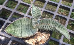 98-raffillii-var-glauca-«White-Pearl»