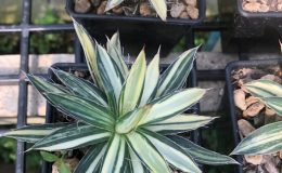 Agave filifera striata 100