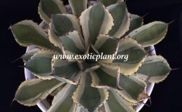 Agave-potatorum-cv.-Kichijokan