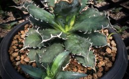 Agave titanota ‘Solar Eclipse’ – пример взрослого растения