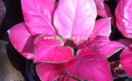 Aglaonema-Unyamanee-Pure-Red-251