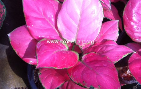 Aglaonema-Unyamanee-Pure-Red-251