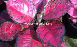 Aglaonema-Unyamanee-Super-Red-251