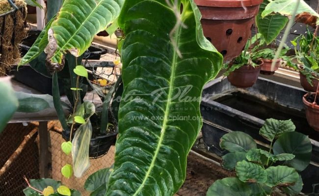 Anthurium veitchii