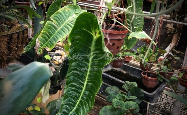Anthurium veitchii