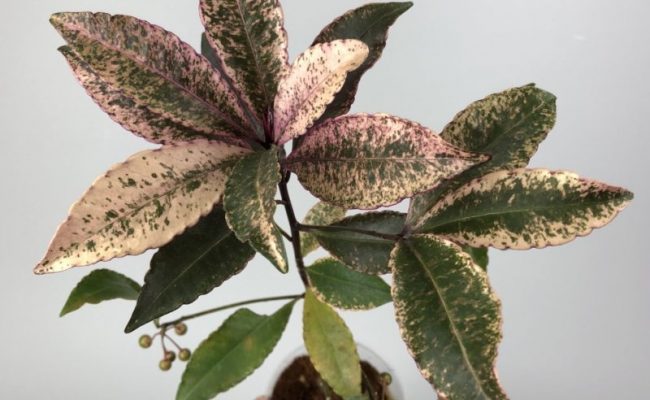 Ardisia japonica crispy pink variegata 60