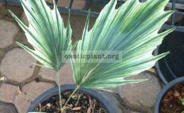 Areca-hookeriana