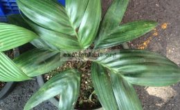 Areca-minuta