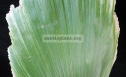 Arenga-hookeriana-variegata-90-