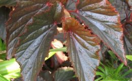 Begonia-Arabian-SunsetT21-12